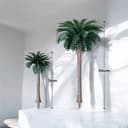 Shown, Single coco tree