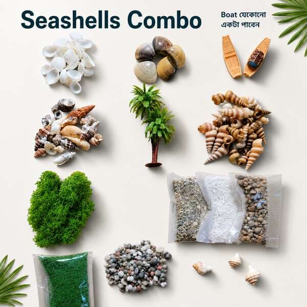 Seashells Combo for DIY Crafts & Resin Art